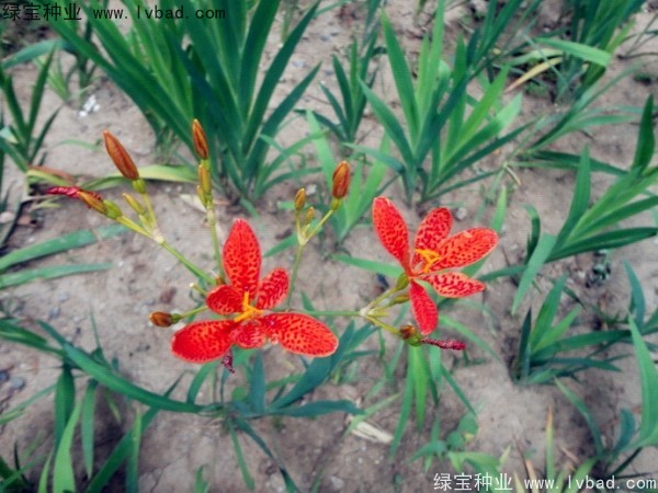 <a href='http://m.wuzhouwash.com/yaocaizhongzi/2367.html' target='_blank'>射干種子</a>
