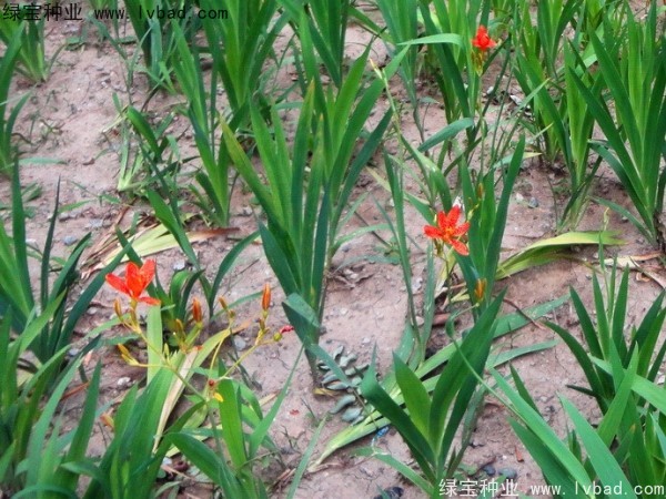 射干<a href='http://m.wuzhouwash.com/' target='_blank'>種子</a>