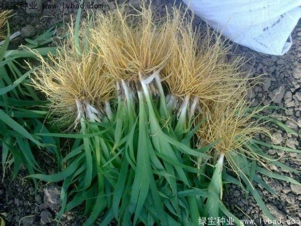 <a href='http://m.wuzhouwash.com/yaocaizhongzi/2367.html' target='_blank'>射干</a><a href='http://m.wuzhouwash.com/' target='_blank'>種子</a>