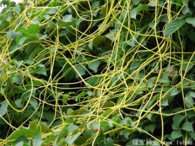 菟絲子種子