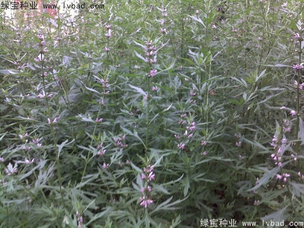 <a href='http://m.wuzhouwash.com/yaocaizhongzi/2370.html' target='_blank'>益母草種子</a>
