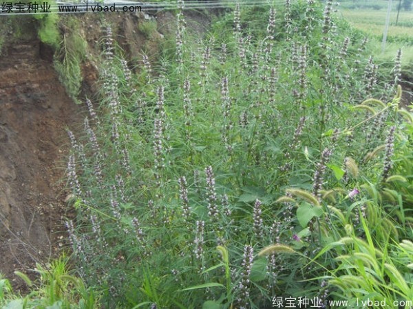 益母草<a href='http://m.wuzhouwash.com/' target='_blank'>種子</a>