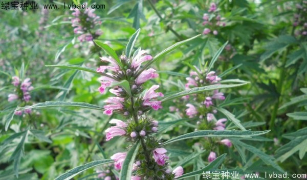 <a href='http://m.wuzhouwash.com/yaocaizhongzi/2370.html' target='_blank'>益母草</a><a href='http://m.wuzhouwash.com/' target='_blank'>種子</a>