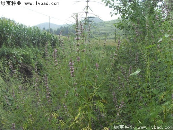 <a href='http://m.wuzhouwash.com/yaocaizhongzi/2370.html' target='_blank'>益母草種子</a>