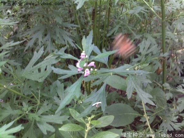 益母草<a href='http://m.wuzhouwash.com/' target='_blank'>種子</a>