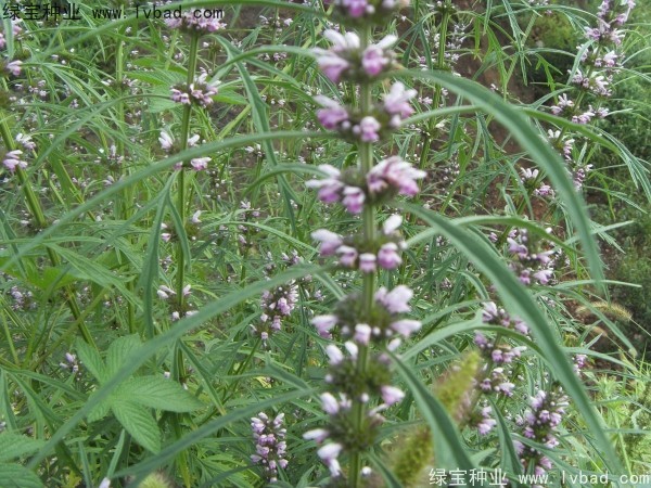 <a href='http://m.wuzhouwash.com/yaocaizhongzi/2370.html' target='_blank'>益母草種子</a>