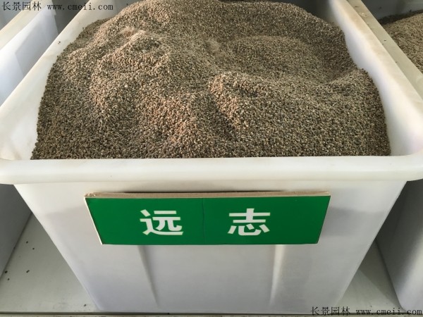 遠志<a href='http://m.wuzhouwash.com/' target='_blank'>種子</a>圖片