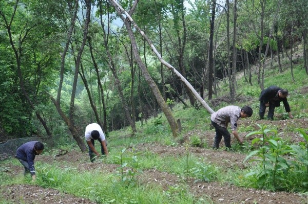 <a href='http://m.wuzhouwash.com/yaocaizhongzi/2368.html' target='_blank'>天麻種子</a>發(fā)芽出苗圖片
