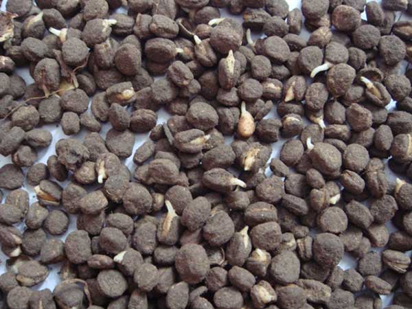 <a href='http://m.wuzhouwash.com/yaocaizhongzi/2364.html' target='_blank'>人參種子</a>發(fā)芽出苗圖片