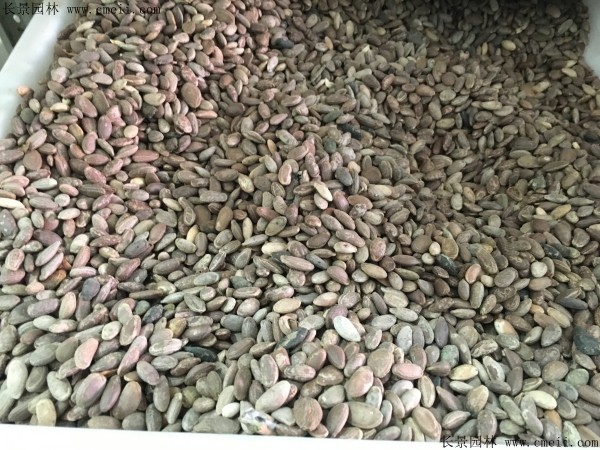<a href='http://m.wuzhouwash.com/yaocaizhongzi/2352.html' target='_blank'>瓜蔞種子</a>圖片