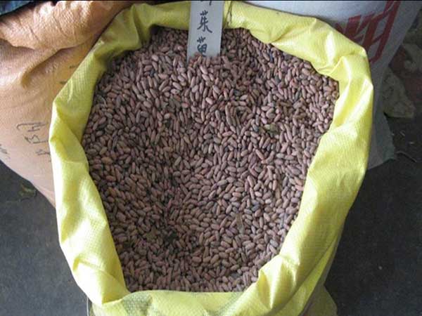 <a href='http://m.wuzhouwash.com/yaocaizhongzi/2328.html' target='_blank'>山茱萸</a><a href='http://m.wuzhouwash.com/' target='_blank'>種子</a>圖片