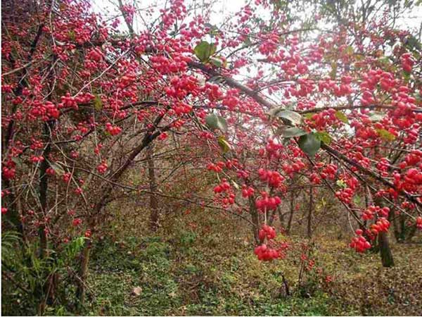 山茱萸<a href='http://m.wuzhouwash.com/' target='_blank'>種子</a>圖片