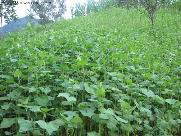 <a href='http://m.wuzhouwash.com/yaocaizhongzi/2311.html' target='_blank'>蕎麥</a><a href='http://m.wuzhouwash.com/' target='_blank'>種子</a>發(fā)芽出苗圖片