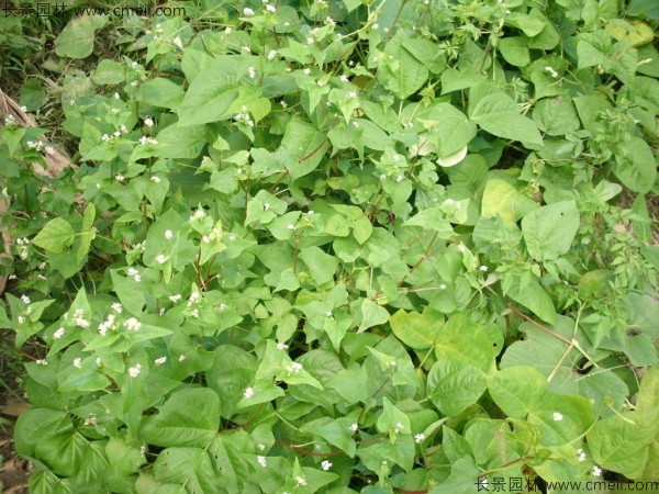 <a href='http://m.wuzhouwash.com/yaocaizhongzi/2311.html' target='_blank'>蕎麥種子</a>發(fā)芽出苗圖片
