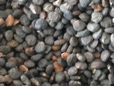 曼陀羅種子