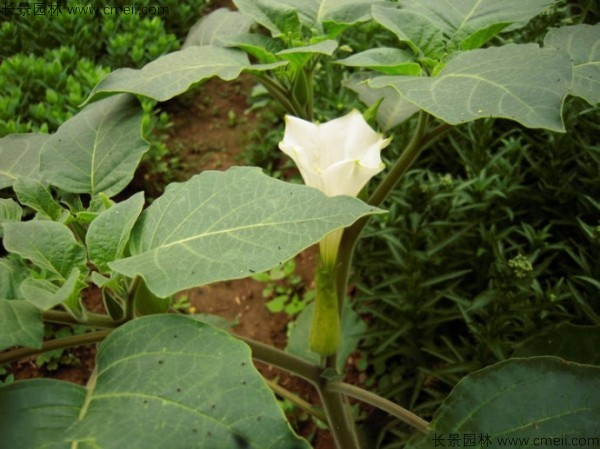 曼陀羅<a href='http://m.wuzhouwash.com/' target='_blank'>種子</a>發(fā)芽出苗開花圖片