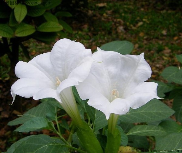 <a href='http://m.wuzhouwash.com/yaocaizhongzi/2309.html' target='_blank'>曼陀羅種子</a>發(fā)芽出苗開花圖片