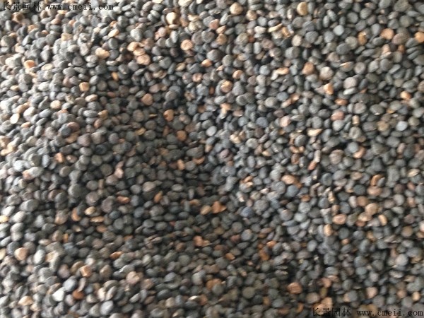 <a href='http://m.wuzhouwash.com/yaocaizhongzi/2309.html' target='_blank'>曼陀羅種子</a>圖片