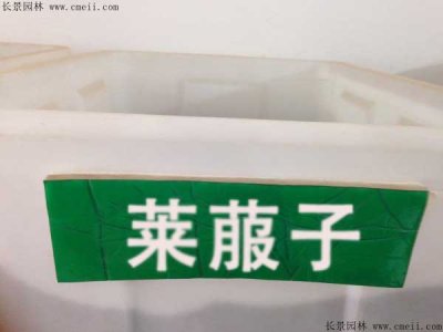 萊菔子種子