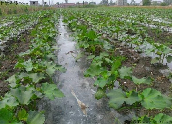 補腎菜<a href='http://m.wuzhouwash.com/' target='_blank'>種子</a>發(fā)芽出苗圖片