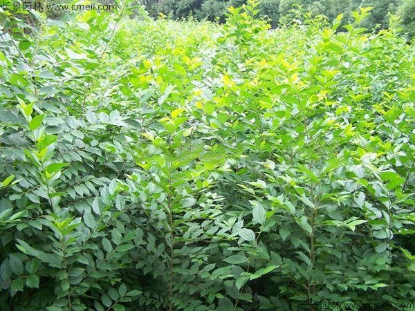 沙樸<a href='http://m.wuzhouwash.com/' target='_blank'>種子</a>發(fā)芽出苗圖片