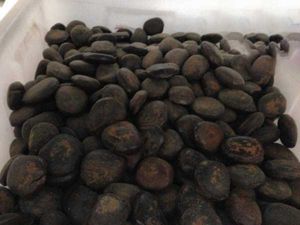 <a href='http://m.wuzhouwash.com/linmuzhongzi/2267.html' target='_blank'>平安豆種子</a>圖片
