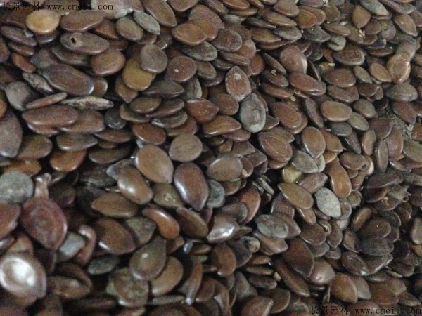 <a href='http://m.wuzhouwash.com/linmuzhongzi/2253.html' target='_blank'>銀合歡種子</a>圖片