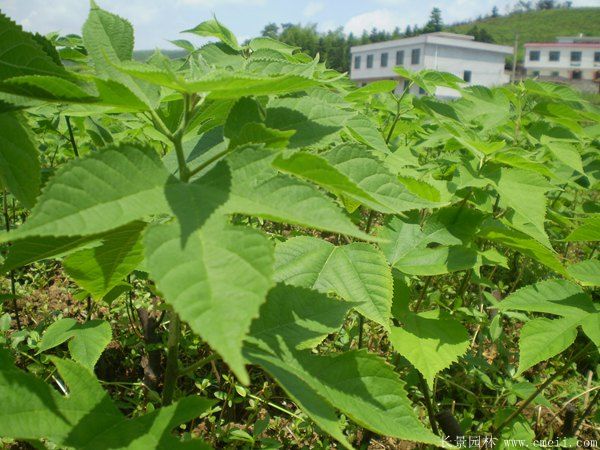 構(gòu)樹<a href='http://m.wuzhouwash.com/' target='_blank'>種子</a>發(fā)芽出苗圖片