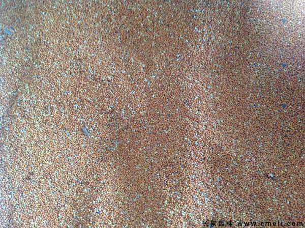 <a href='http://m.wuzhouwash.com/linmuzhongzi/2236.html' target='_blank'>楮實(shí)子</a>圖片