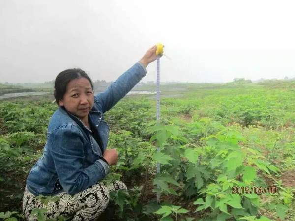 <a href='http://m.wuzhouwash.com/linmuzhongzi/1714.html' target='_blank'>構(gòu)樹種子</a>發(fā)芽出苗圖片