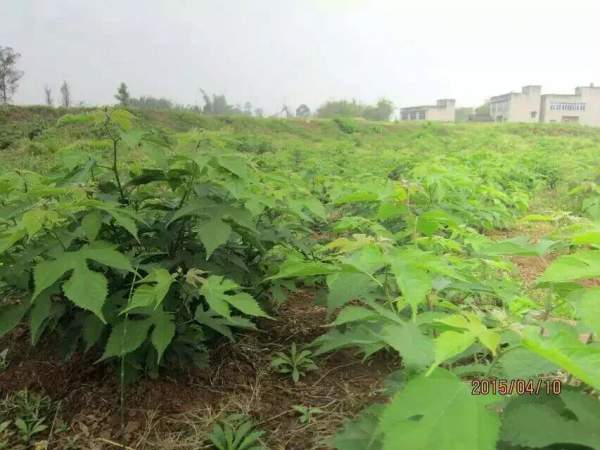 <a href='http://m.wuzhouwash.com/linmuzhongzi/1714.html' target='_blank'>構(gòu)樹種子</a>發(fā)芽出苗圖片