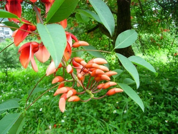 <a href='http://m.wuzhouwash.com/linmuzhongzi/2202.html' target='_blank'>雞冠刺桐種子</a>發(fā)芽出苗開花圖片