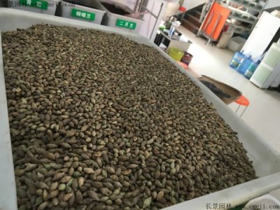雞冠刺桐種子