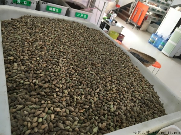<a href='http://m.wuzhouwash.com/linmuzhongzi/2202.html' target='_blank'>雞冠刺桐種子</a>圖片