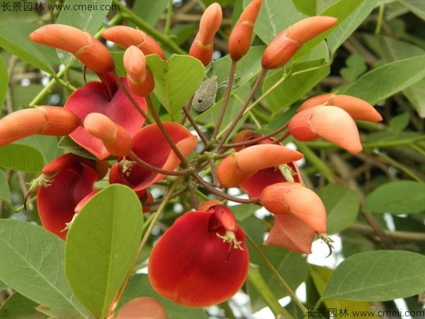 雞冠<a href='http://m.wuzhouwash.com/linmuzhongzi/2227.html' target='_blank'>刺桐種子</a>發(fā)芽出苗開花圖片