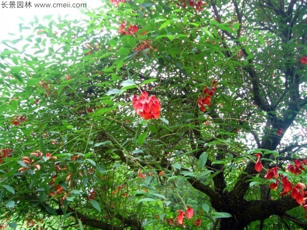 <a href='http://m.wuzhouwash.com/linmuzhongzi/2202.html' target='_blank'>雞冠刺桐種子</a>發(fā)芽出苗開花圖片