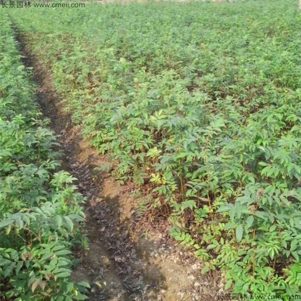 金錢柳<a href='http://m.wuzhouwash.com/' target='_blank'>種子</a>發(fā)芽出苗圖片