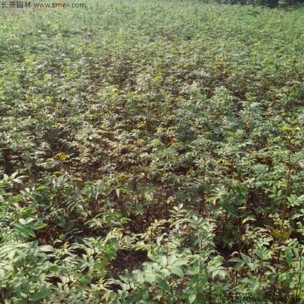 金錢柳<a href='http://m.wuzhouwash.com/' target='_blank'>種子</a>發(fā)芽出苗圖片