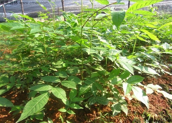 <a href='http://m.wuzhouwash.com/linmuzhongzi/2201.html' target='_blank'>金錢柳種子</a>發(fā)芽出苗圖片