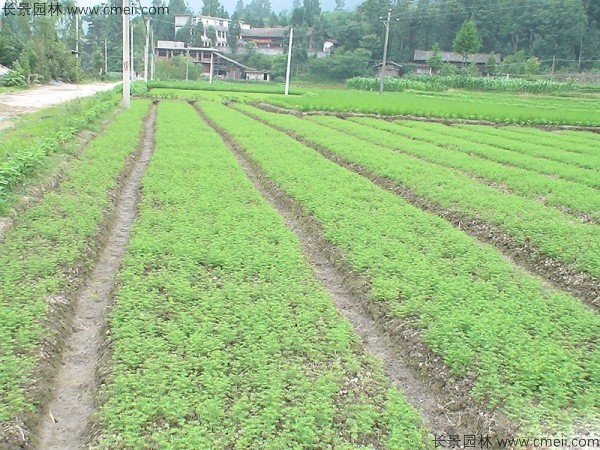 <a href='http://m.wuzhouwash.com/linmuzhongzi/1823.html' target='_blank'>池杉</a><a href='http://m.wuzhouwash.com/' target='_blank'>種子</a>發(fā)芽出苗圖片