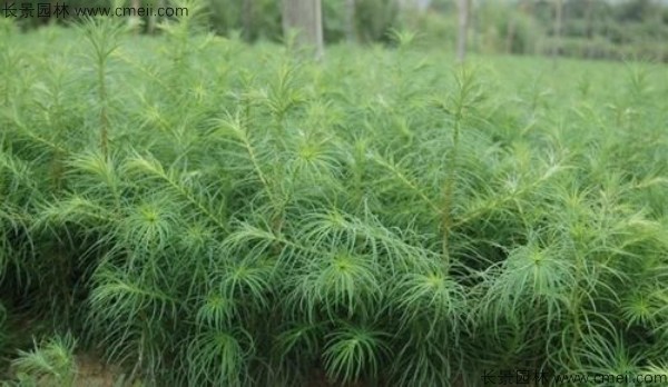 <a href='http://m.wuzhouwash.com/linmuzhongzi/1823.html' target='_blank'>池杉種子</a>發(fā)芽出苗圖片