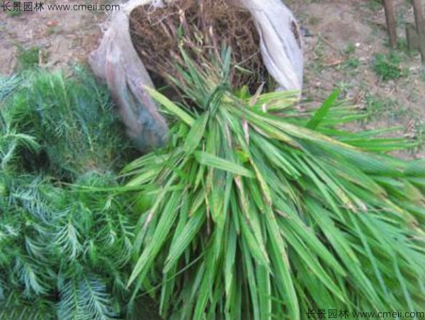 棕樹(shù)<a href='http://m.wuzhouwash.com/' target='_blank'>種子</a>發(fā)芽出苗圖片
