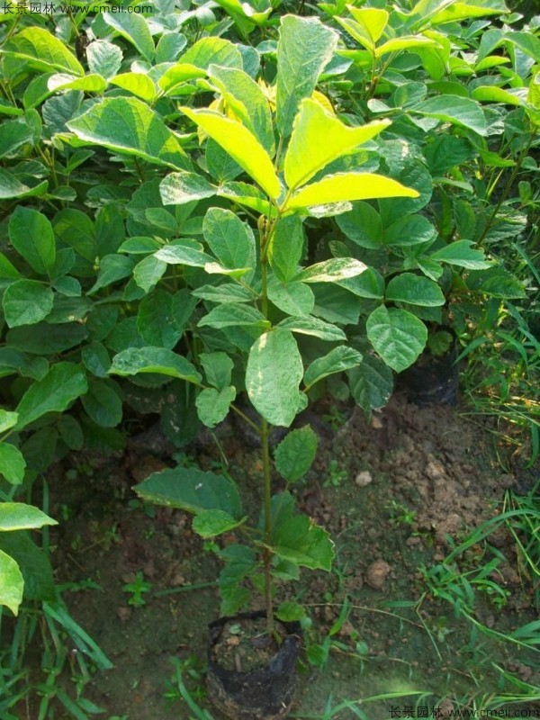 <a href='http://m.wuzhouwash.com/linmuzhongzi/1796.html' target='_blank'>紅花風鈴木種子</a>發(fā)芽出苗圖片