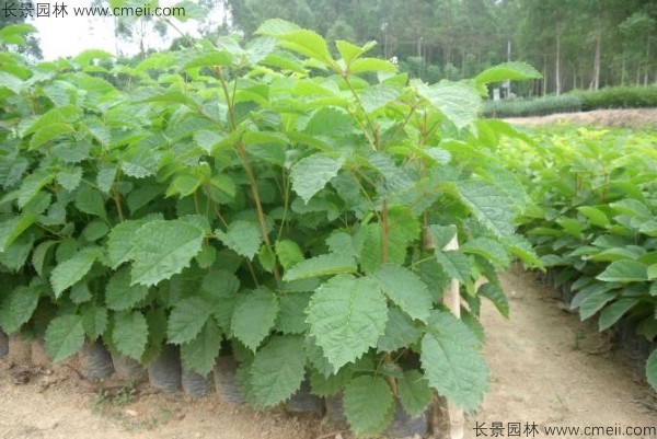 <a href='http://m.wuzhouwash.com/yaocaizhongzi/2335.html' target='_blank'>紅花</a>風鈴木<a href='http://m.wuzhouwash.com/' target='_blank'>種子</a>發(fā)芽出苗圖片