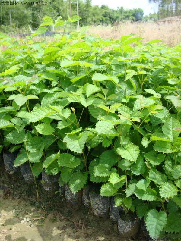 <a href='http://m.wuzhouwash.com/linmuzhongzi/1796.html' target='_blank'>紅花風鈴木種子</a>發(fā)芽出苗圖片