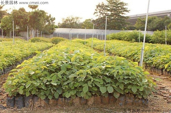 <a href='http://m.wuzhouwash.com/yaocaizhongzi/2335.html' target='_blank'>紅花</a>風鈴木種子發(fā)芽出苗圖片