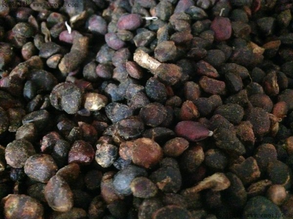 <a href='http://m.wuzhouwash.com/linmuzhongzi/1791.html' target='_blank'>紅花玉蘭種子</a>圖片