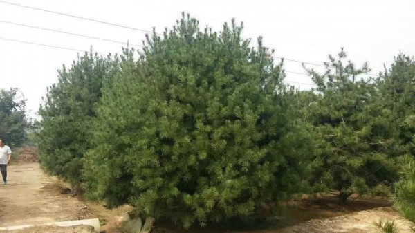 白皮<a href='http://m.wuzhouwash.com/songbailei/3476.html' target='_blank'>松樹</a>苗圖片