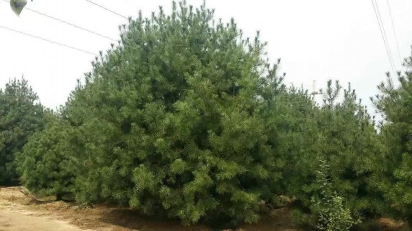 <a href='http://m.wuzhouwash.com/linmuzhongzi/1789.html' target='_blank'>白皮松</a>樹苗圖片