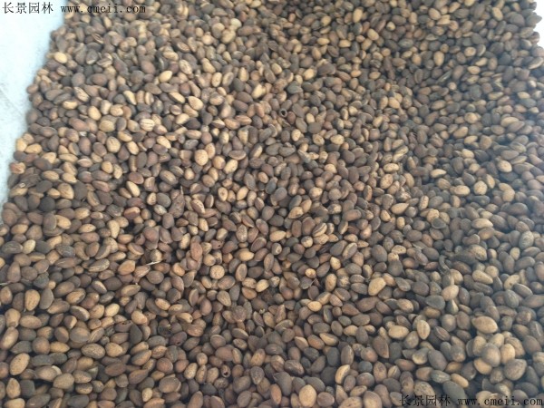 <a href='http://m.wuzhouwash.com/linmuzhongzi/1789.html' target='_blank'>白皮松種子</a>圖片